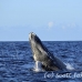 whale_humpback_sb_h_2554_dom2610.jpg